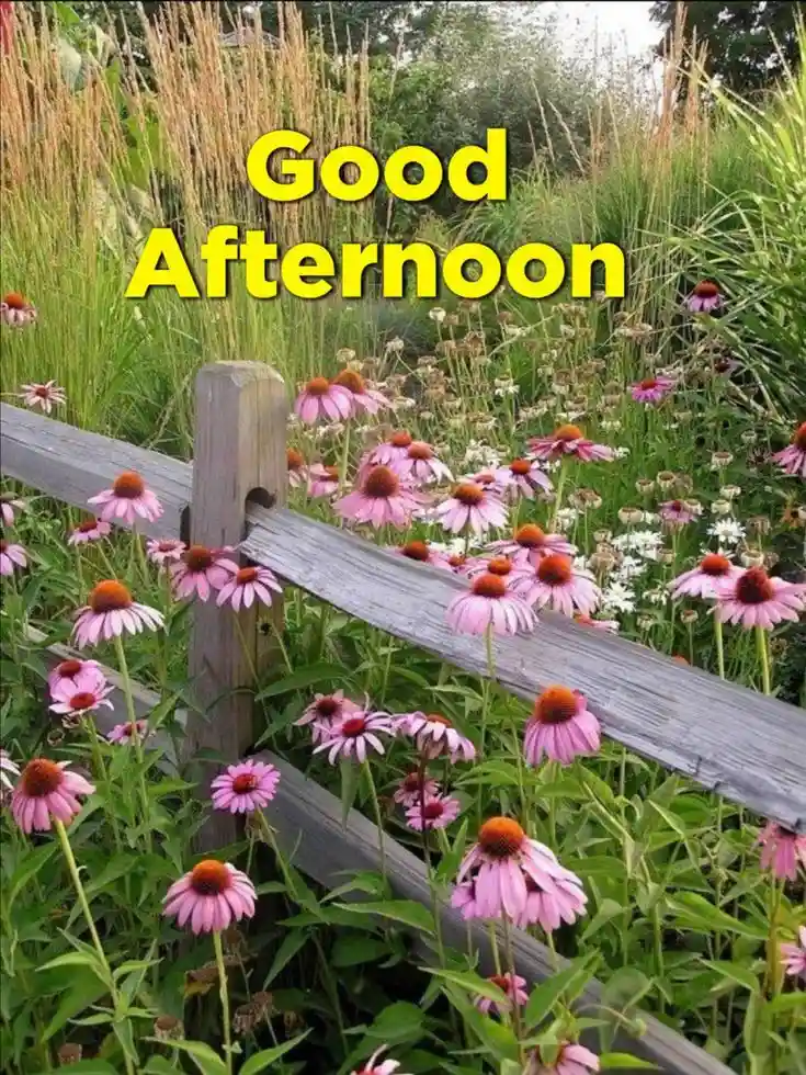 good-afternoon-images