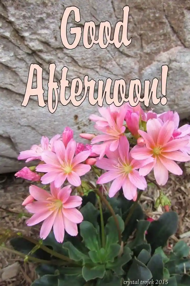 good-afternoon-love-images